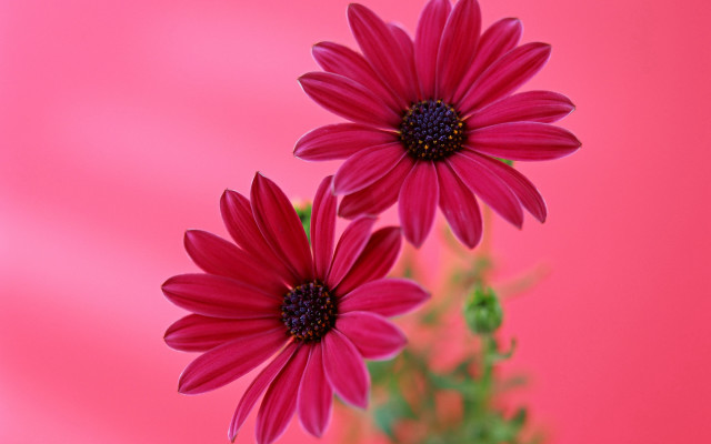 Red flowers vase pink background free wallpaper for desktop - medium preview image