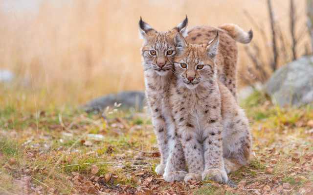Lynx pair field grass leaves free wallpaper for desktop - medium preview image