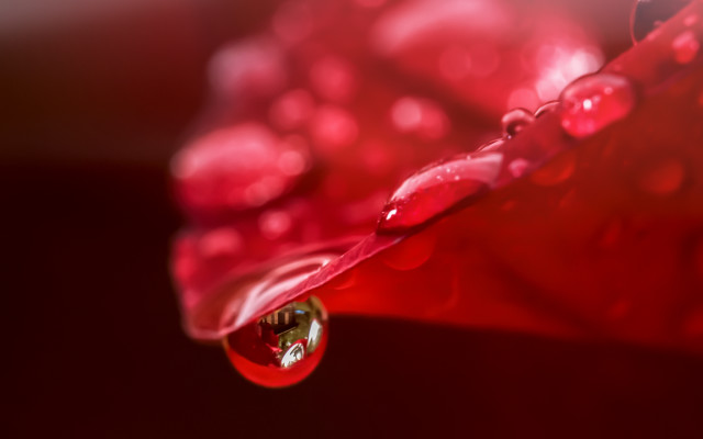 Red flower water droplets macro #5 free wallpaper for desktop - medium preview image
