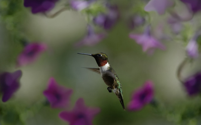 Hummingbird purple flower field bokeh free wallpaper for desktop - medium preview image