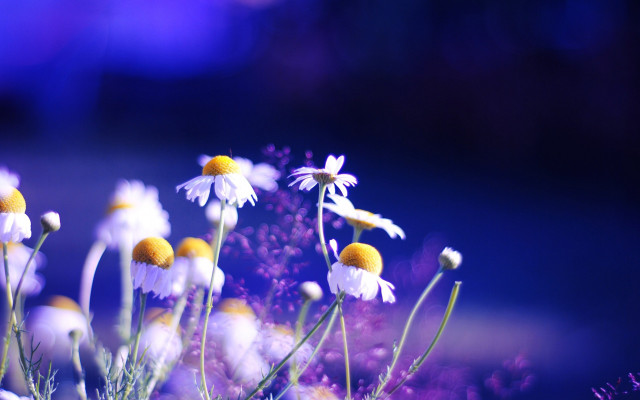 Flowers grass blue purple impressionist free wallpaper for desktop - medium preview image
