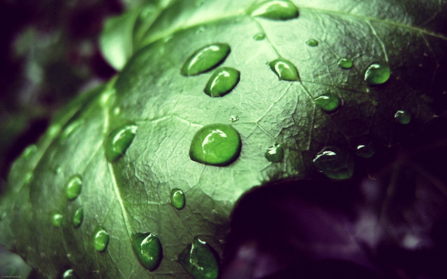 Leaf water drops green bubble free wallpaper for desktop - medium preview image