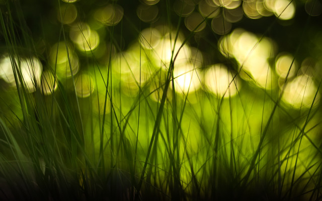 Blurry forest moonlight fireflies nature free wallpaper for desktop - medium preview image