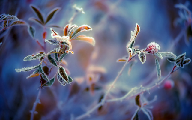 Flower macro bokeh winter art free wallpaper for desktop - medium preview image
