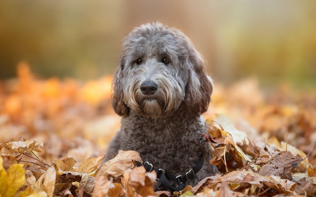 Dog leaves fall sad photorealism free wallpaper for desktop - medium preview image