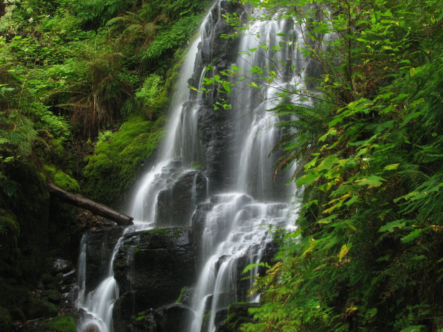 Waterfall forest trees bushes person free wallpaper for desktop - medium preview image