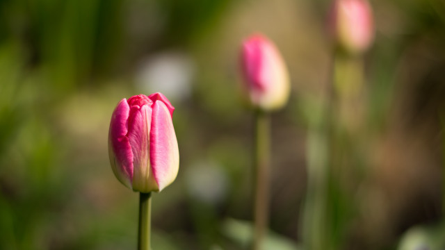Pink flower blurry background bokeh #3 free wallpaper for desktop - medium preview image