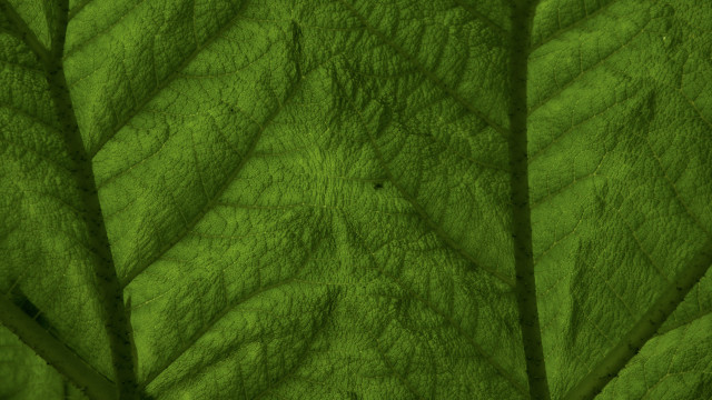 Green leaf macro photography highdetail free wallpaper for desktop - medium preview image
