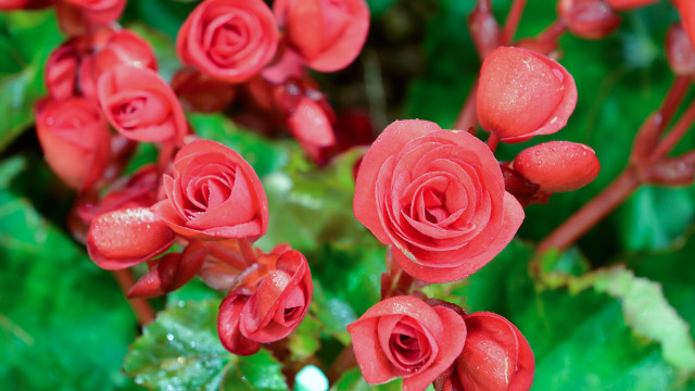 Red flowers water droplets macro #6 free wallpaper for desktop - medium preview image