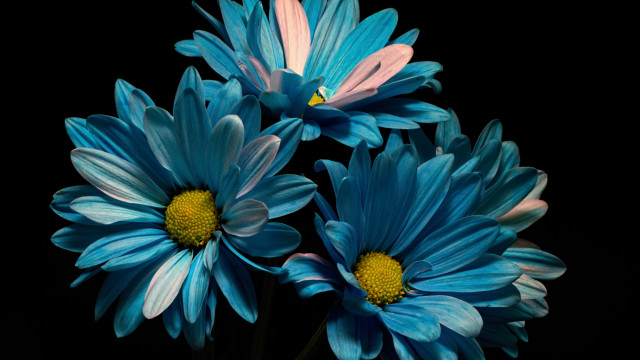 Blue flower vase fireworks solo free wallpaper for desktop - medium preview image