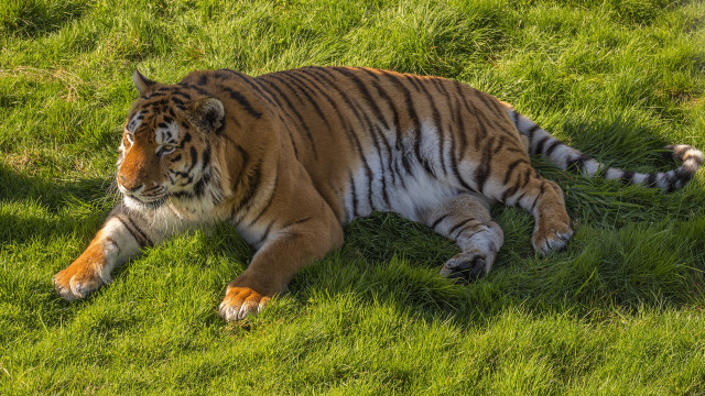 Tiger laying on grass nature free wallpaper for desktop - medium preview image