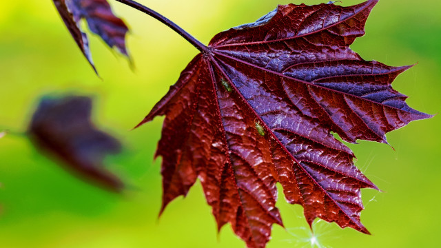 Red leaf water droplets macro #8 free wallpaper for desktop - medium preview image
