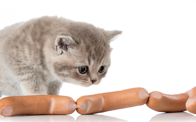 Kitten hotdog toy reflection conceptual free wallpaper for desktop - medium preview image