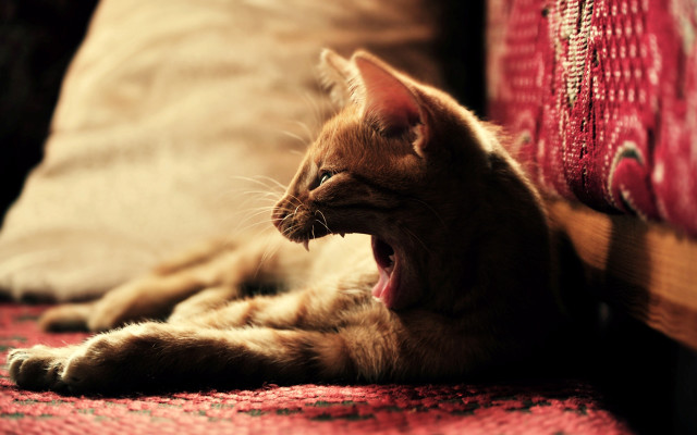 Cat yawning couch redpillow attack free wallpaper for desktop - medium preview image
