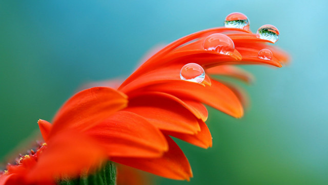 Flower water droplets blue background free wallpaper for desktop - medium preview image