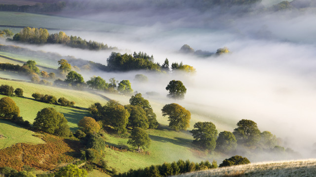 Foggy valley trees grass clouds free wallpaper for desktop - medium preview image