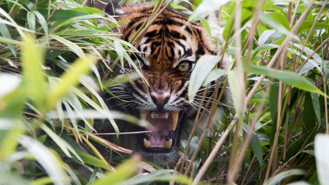 Tiger growling tallgrass bamboo blurry free wallpaper for desktop - medium preview image