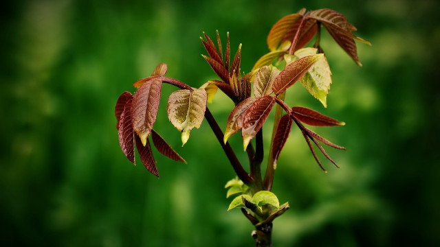 Small tree red leaves green free wallpaper for desktop - medium preview image