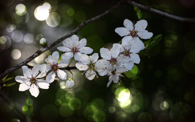 White flower bokeh lens flare free wallpaper for desktop - medium preview image