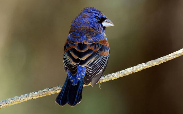 Blue bird branch cloisonnism striped free wallpaper for desktop - medium preview image