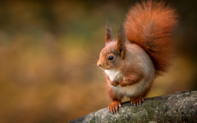 Red squirrel branch curious blue free wallpaper for desktop - medium preview image