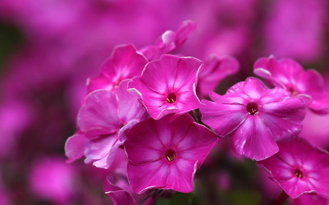 Pink flowers blooming purple background free wallpaper for desktop - medium preview image