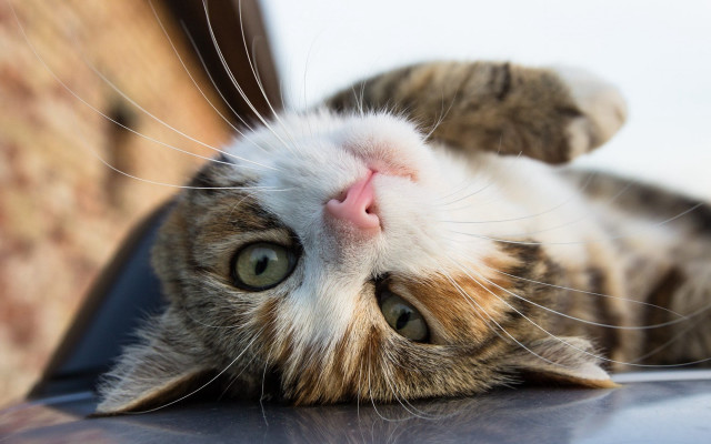 Cat back car hood looking free wallpaper for desktop - medium preview image