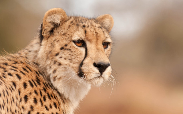 Cheetah camera bushy background animal free wallpaper for desktop - medium preview image