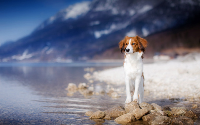 Dog rocks water mountains sky free wallpaper for desktop - medium preview image