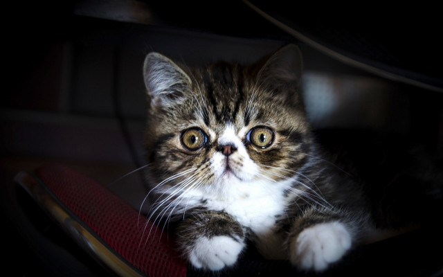 White cat red chair sad #2 free wallpaper for desktop - medium preview image