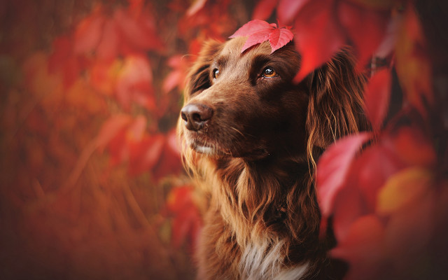 Dog red leaf autumn blurry free wallpaper for desktop - medium preview image