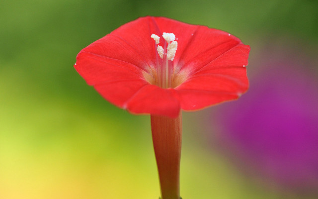 Red flower white stamen macro free wallpaper for desktop - medium preview image