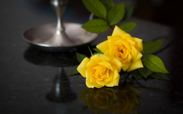 Yellow rose still life blurry free wallpaper for desktop - medium preview image