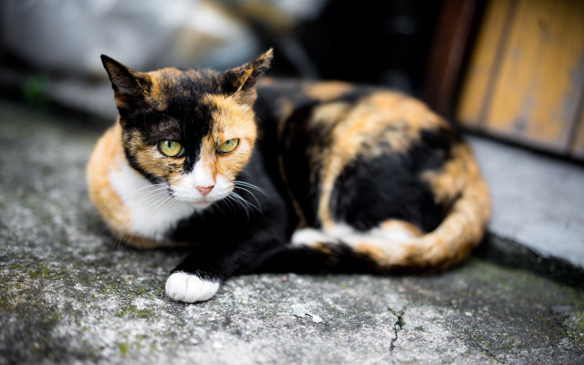 Serious cat green eyes blurry free wallpaper for desktop - medium preview image