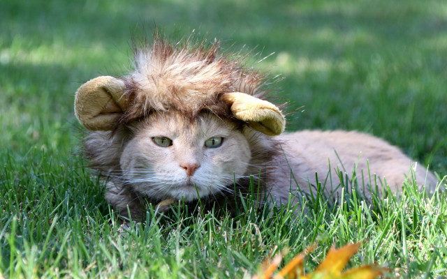 Cat lion mane grass leaf free wallpaper for desktop - medium preview image