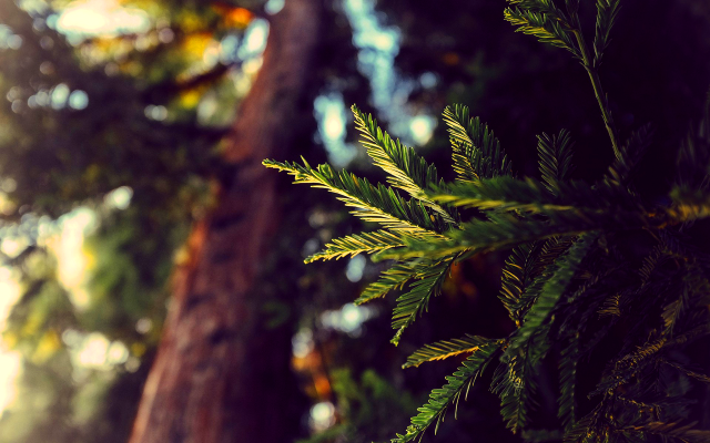 Tree leaves sunlight bokeh nature free wallpaper for desktop - medium preview image