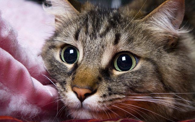 Sad cat green eyes blanket free wallpaper for desktop - medium preview image