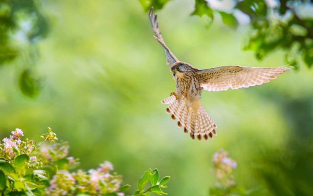 Bird flying flowers bokeh nature free wallpaper for desktop - medium preview image