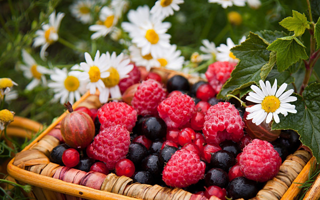 Basket raspberries blackberries daisies ecological free wallpaper for desktop - medium preview image