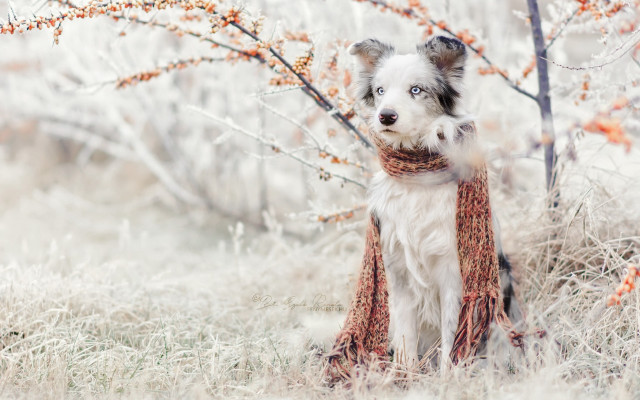 Dog grass scarf winter tree free wallpaper for desktop - medium preview image