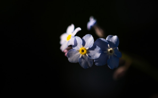 Blue flowers yellow centers macro #2 free wallpaper for desktop - medium preview image