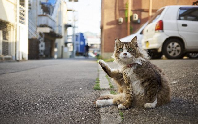 Cat road white van street free wallpaper for desktop - medium preview image