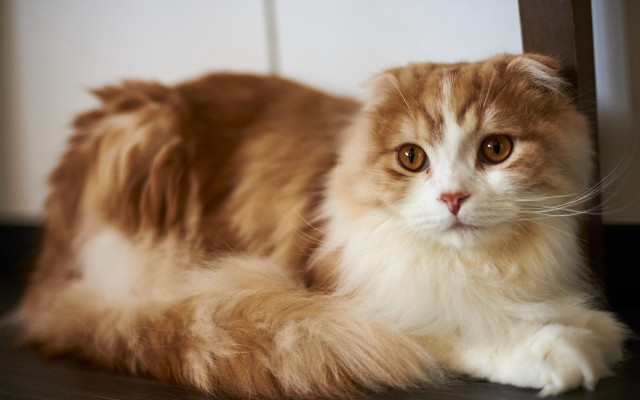 Fluffy cat laying chair sad free wallpaper for desktop - medium preview image