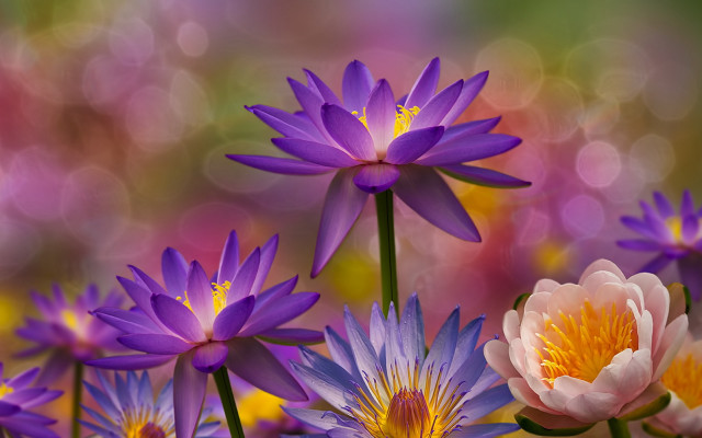 Purple daisy hydrangea lily sunflower free wallpaper for desktop - medium preview image