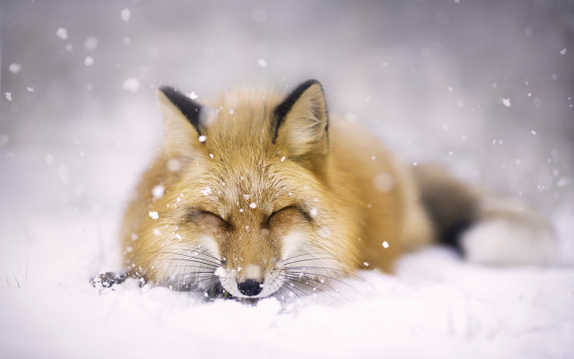 Fox sleeping snow winter blurry free wallpaper for desktop - medium preview image