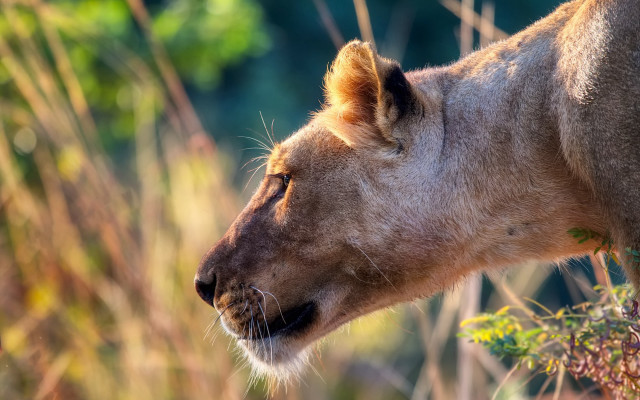 Lion closeup grass bushes tree free wallpaper for desktop - medium preview image
