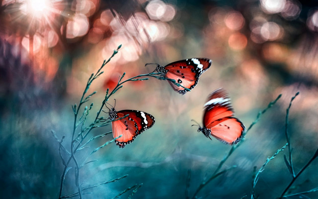 Butterflies plant mystical impressionist blurry free wallpaper for desktop - medium preview image