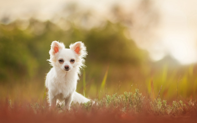 Small white dog field grass free wallpaper for desktop - medium preview image
