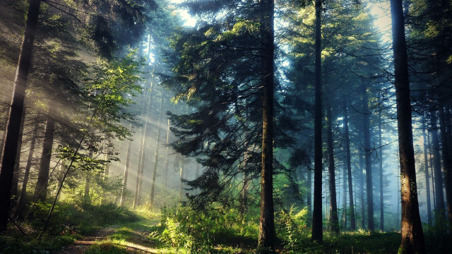 Forest path sunlight fog trees free wallpaper for desktop - medium preview image