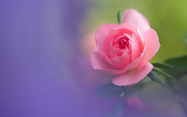 Pink rose blurry flower macro free wallpaper for desktop - medium preview image
